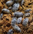 Isopodes - Porcellio laevis “Dairy cow” - 10 individus toutes tailles