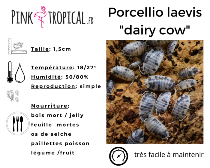 Isopodes - Porcellio laevis “Dairy cow” - 10 individus toutes tailles – Image 2