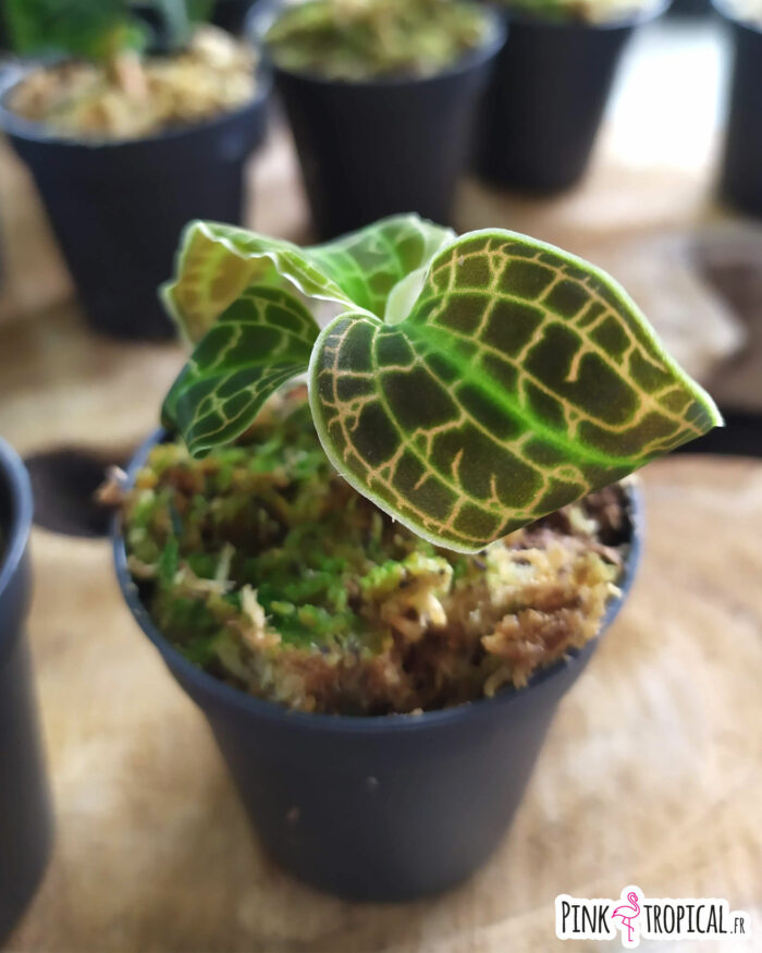 Macodes Sanderiana ❤ – Image 2