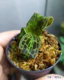 Macodes Sanderiana ❤