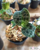Macodes Petola Gold