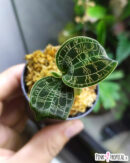 Macodes Petola Gold