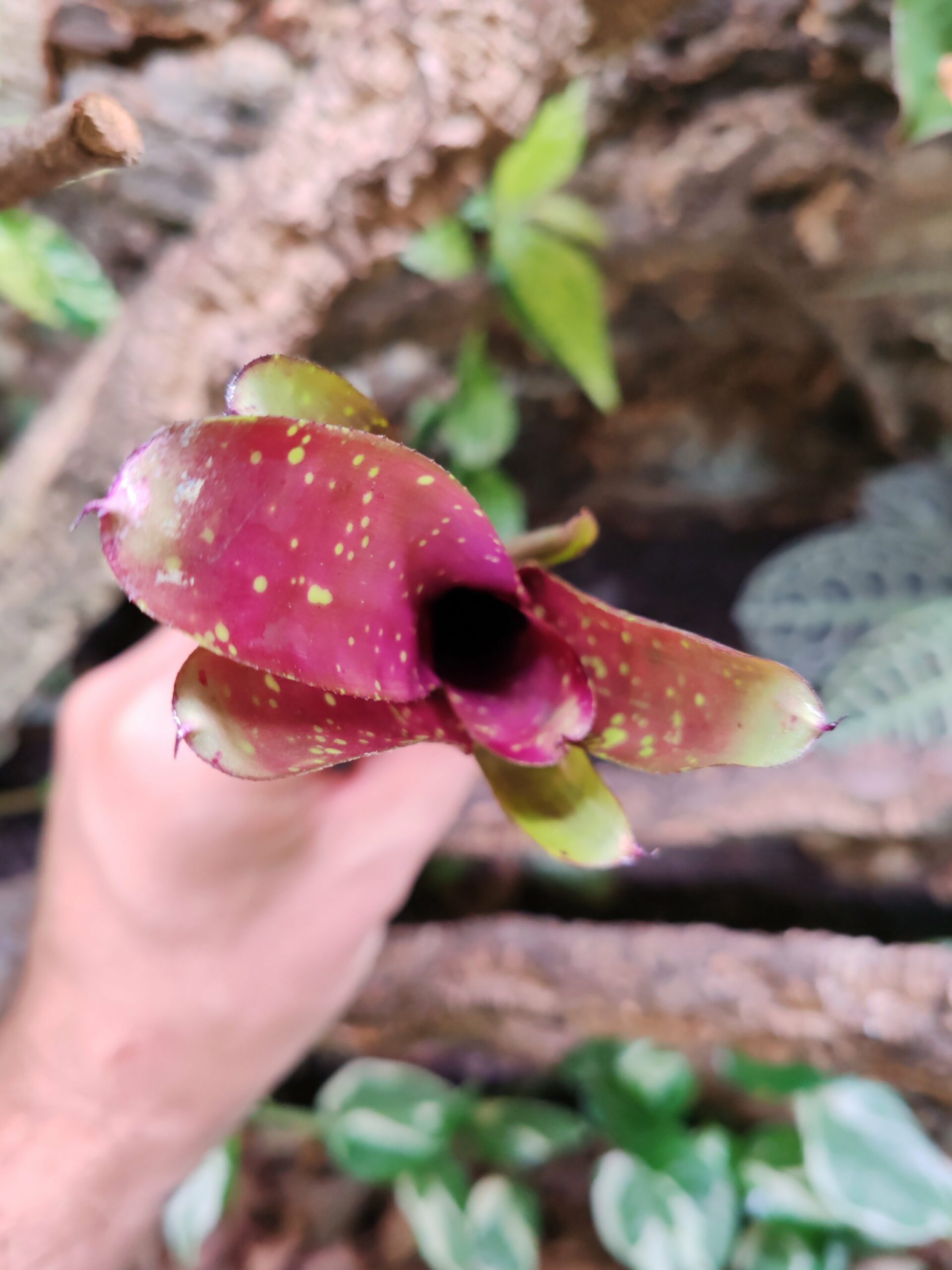 Neoregelia Klingon – Image 2