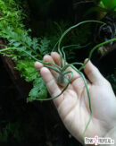 Tillandsia bulbosa