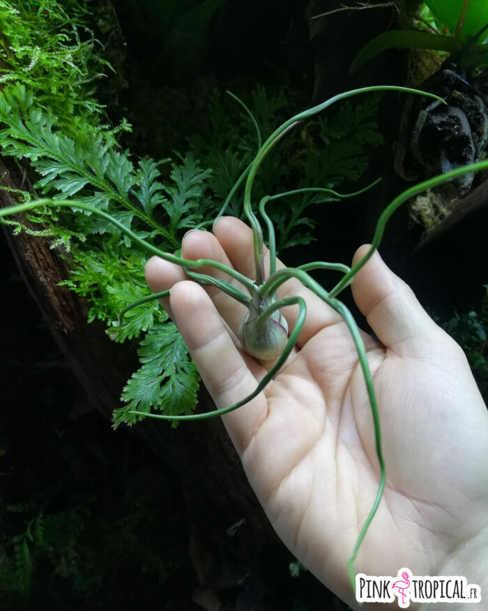 Tillandsia bulbosa