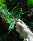 Tillandsia bulbosa