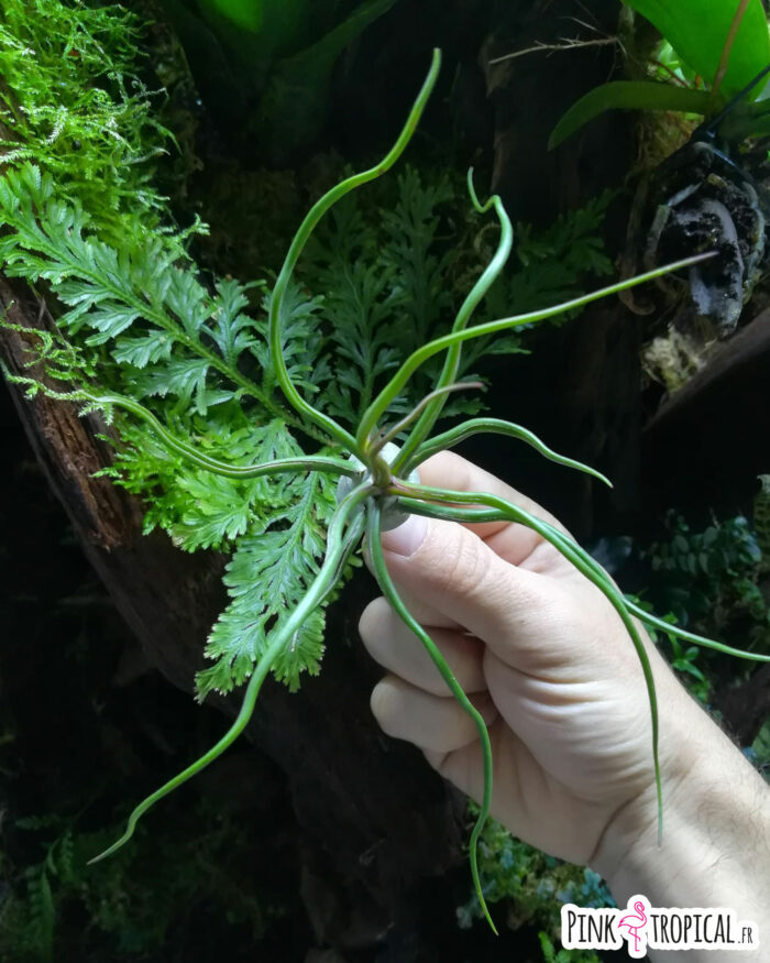 Tillandsia bulbosa – Image 3