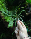 Tillandsia bulbosa