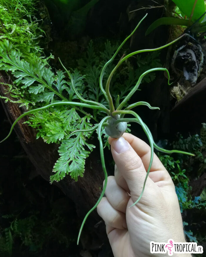 Tillandsia bulbosa – Image 2