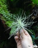 Tillandsia magnusiana