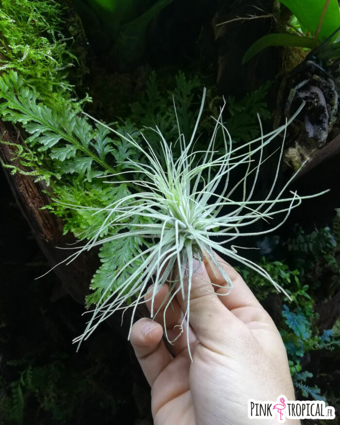 Tillandsia magnusiana