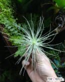 Tillandsia magnusiana