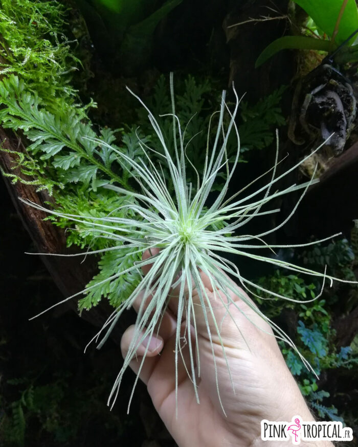 Tillandsia magnusiana – Image 2
