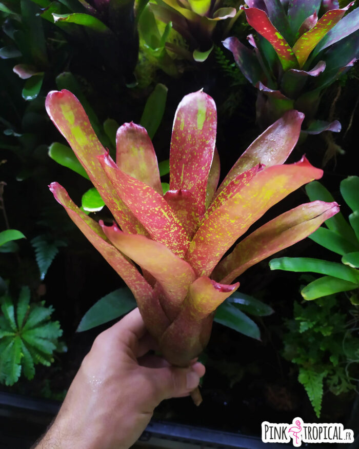 Neoregelia Jill