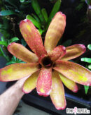 Neoregelia Jill