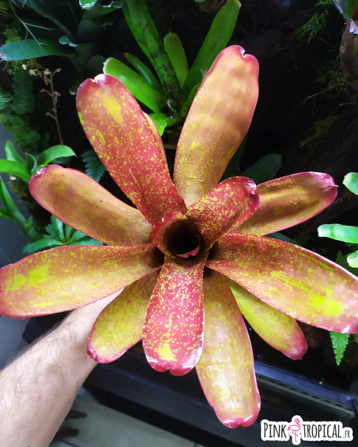 Neoregelia Jill – Image 2
