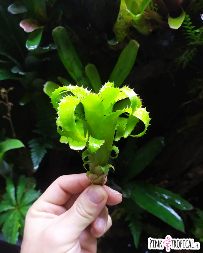 Neoregelia mooreana