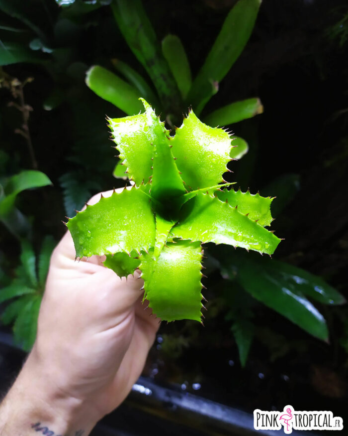 Neoregelia mooreana – Image 2