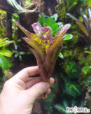 Neoregelia Night Spot x Tweedle Dee