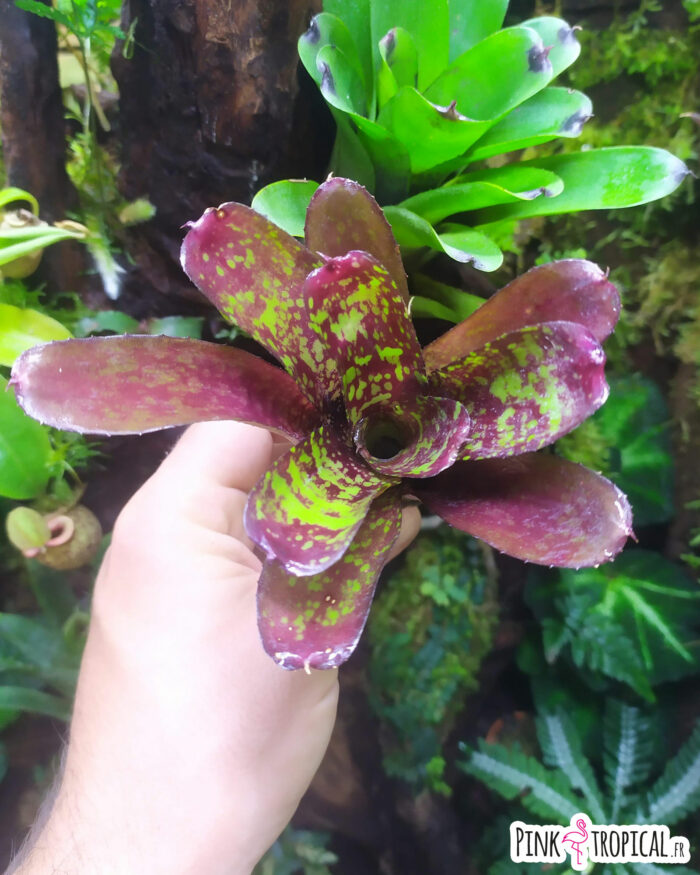 Neoregelia Night Spot x Tweedle Dee