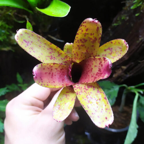Neoregelia lilliputeana x Red Waif