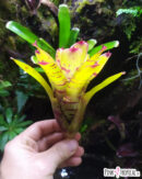 Neoregelia Little Faith