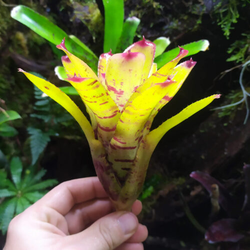 Neoregelia Little Faith