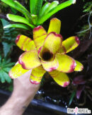 Neoregelia Little Faith