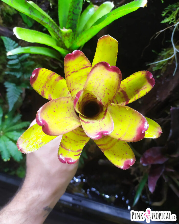 Neoregelia Little Faith – Image 2