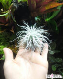Tillandsia tectorum - Taille M