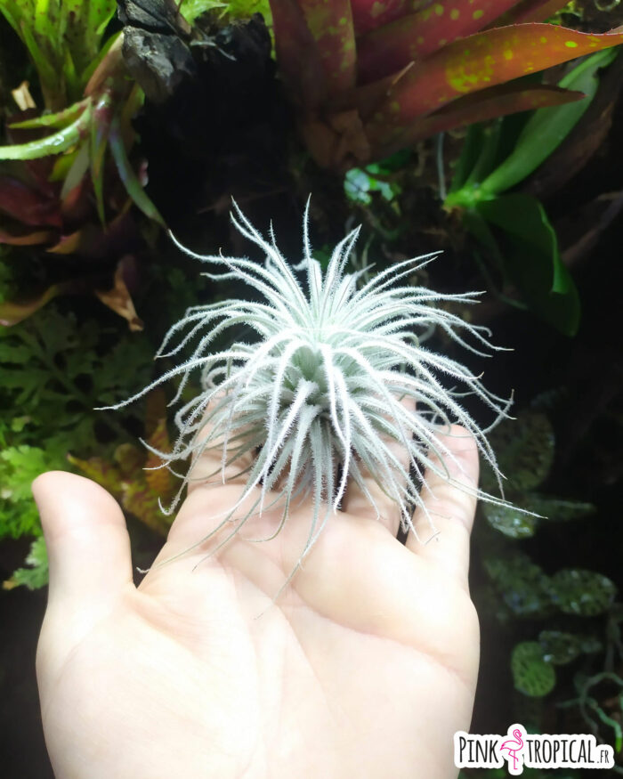 Tillandsia tectorum - Taille M