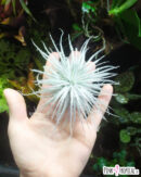 Tillandsia tectorum - Taille M