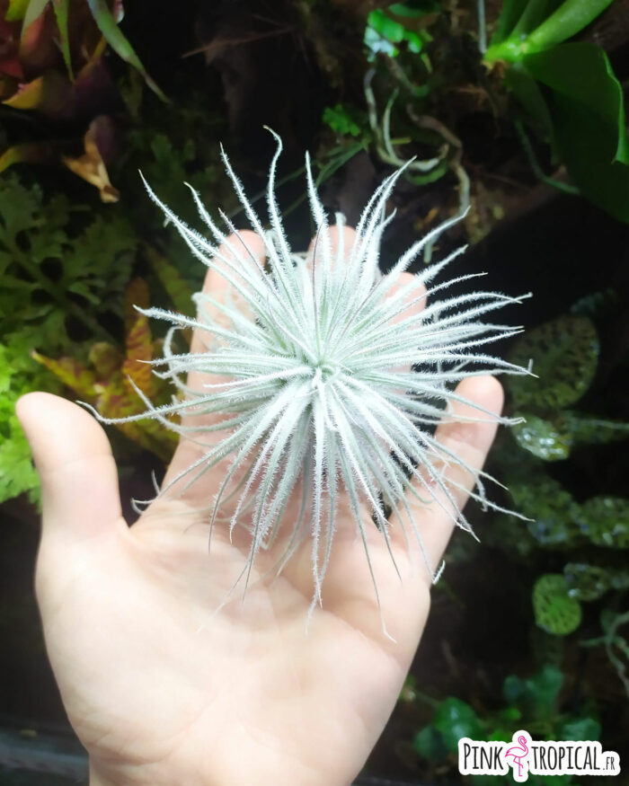 Tillandsia tectorum - Taille M – Image 2