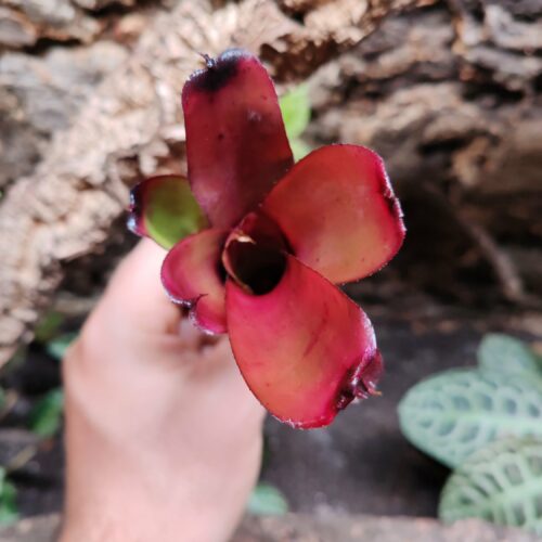 Neoregelia Darkest hour x dungsiana