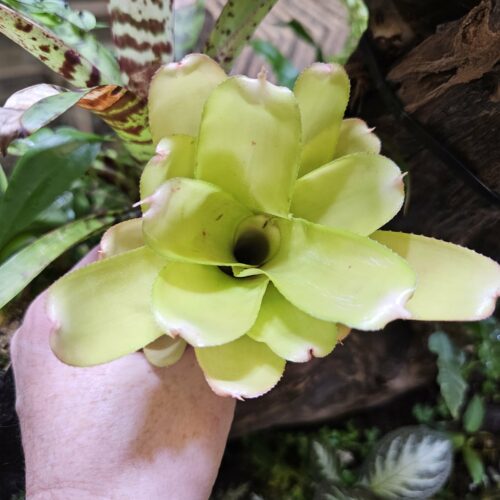 Neoregelia Tabula Rosa