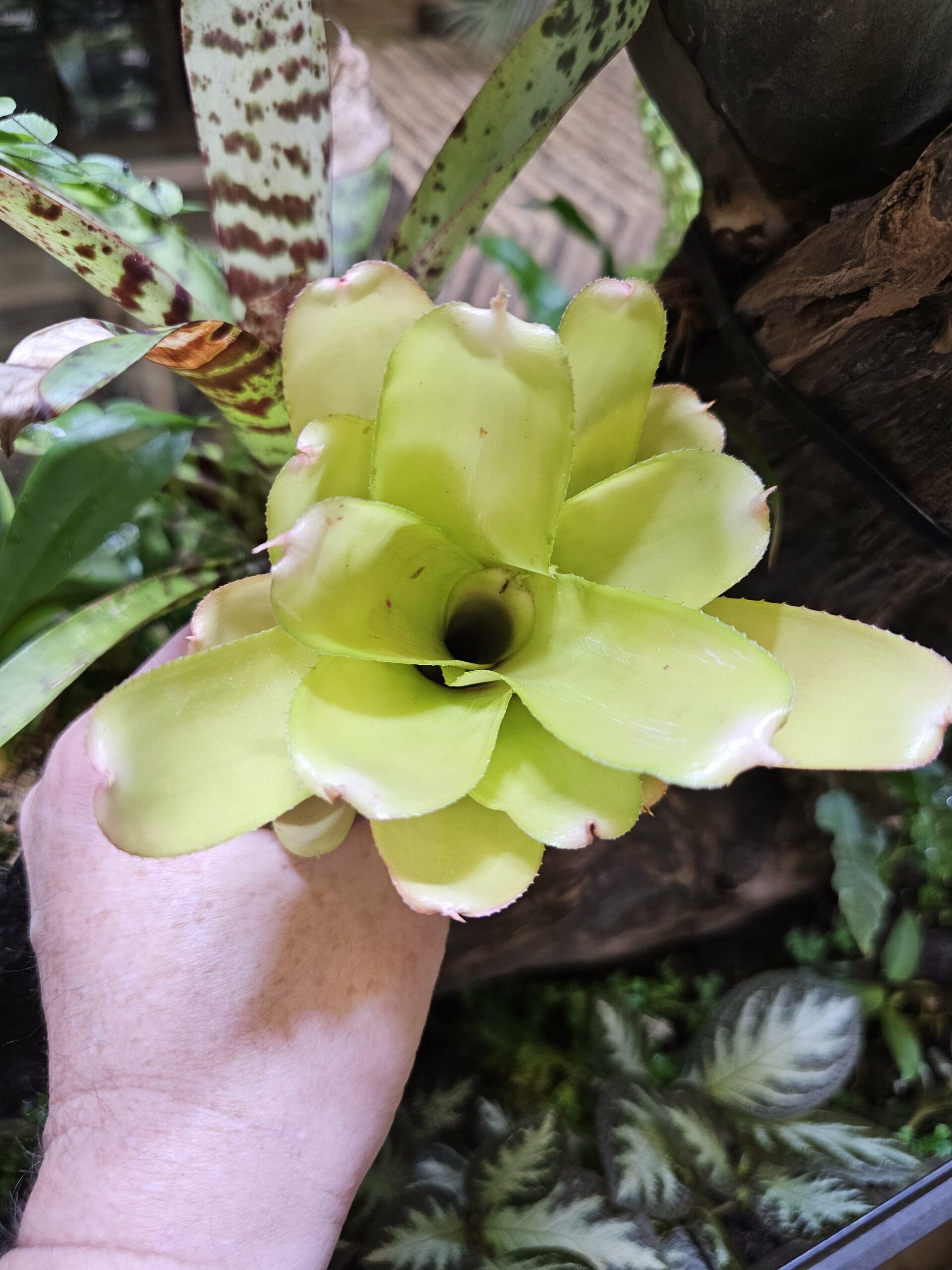 Neoregelia Tabula Rosa