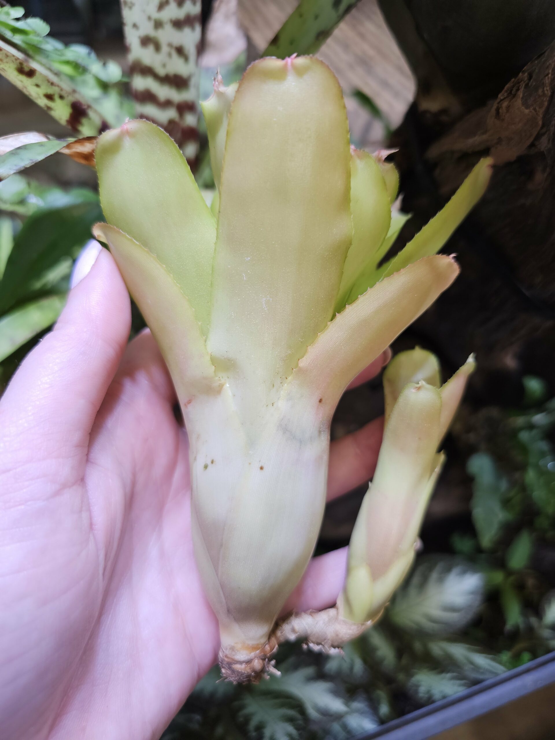 Neoregelia Tabula Rosa – Image 2