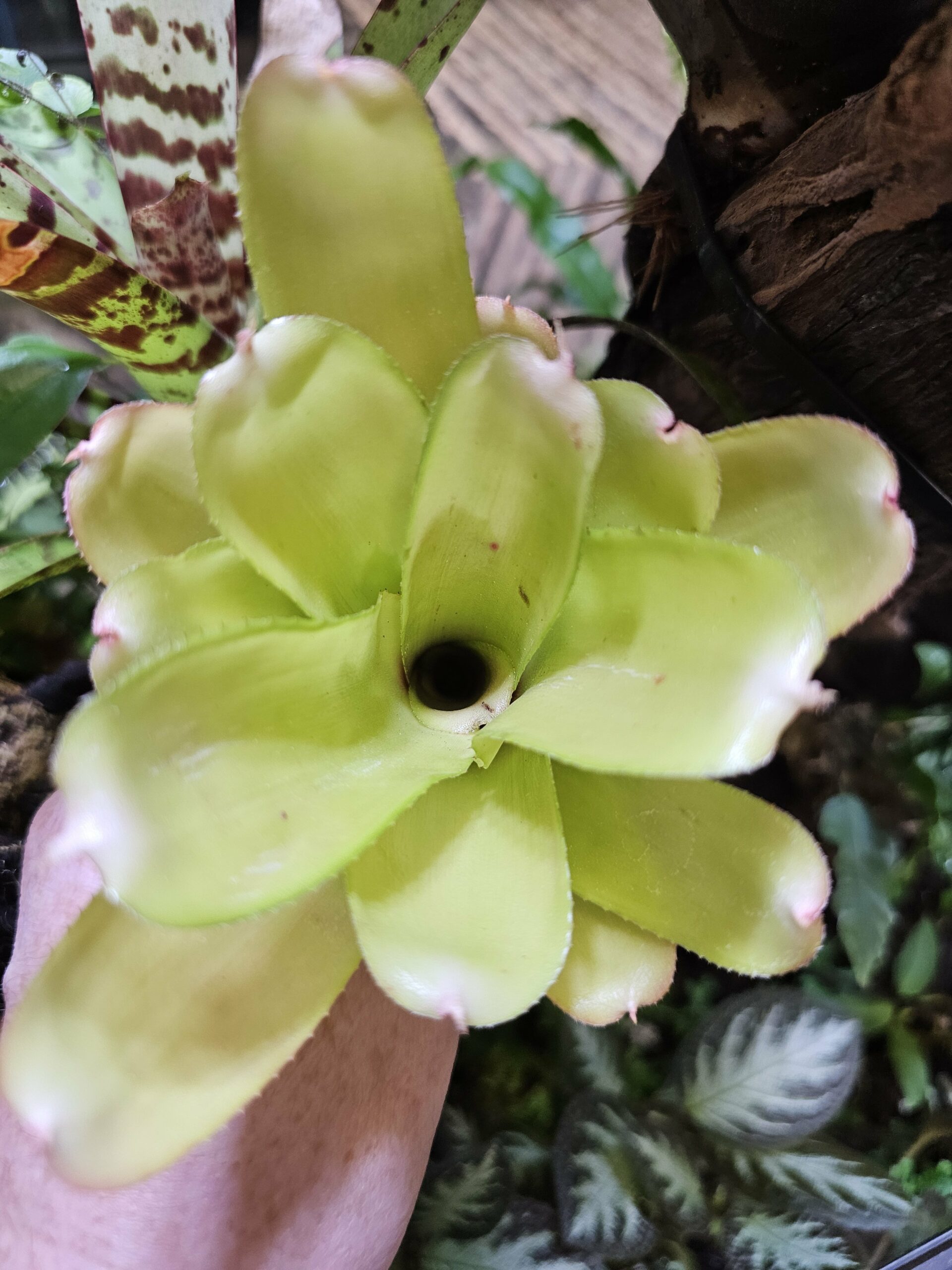 Neoregelia Tabula Rosa – Image 3