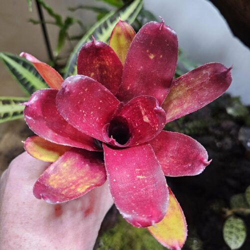 Neoregelia Eliza
