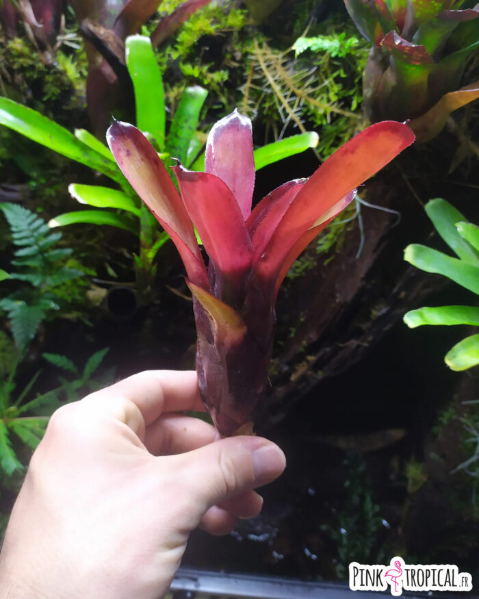 Neoregelia Darkest hour x dungsiana