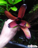 Neoregelia Darkest hour x dungsiana