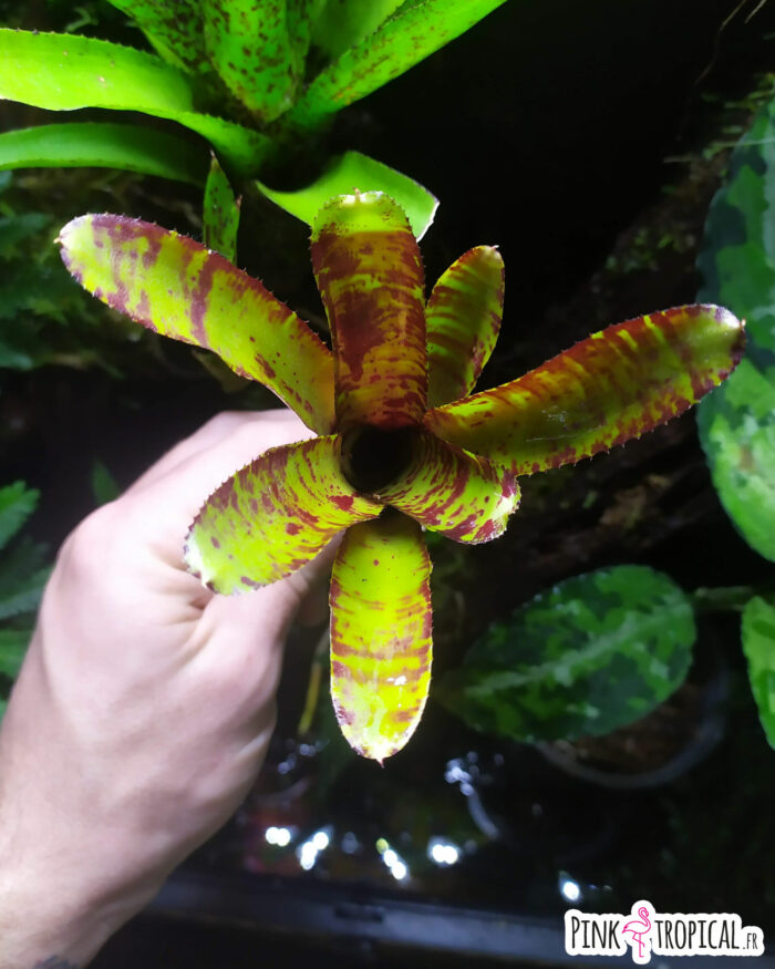 Neoregelia Eclipse – Image 2