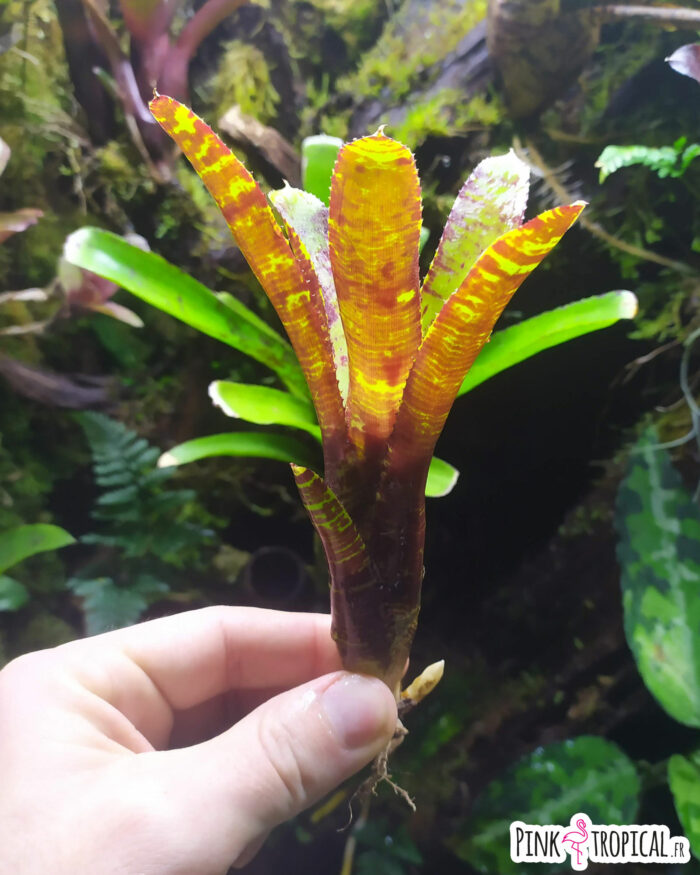 Neoregelia Eclipse