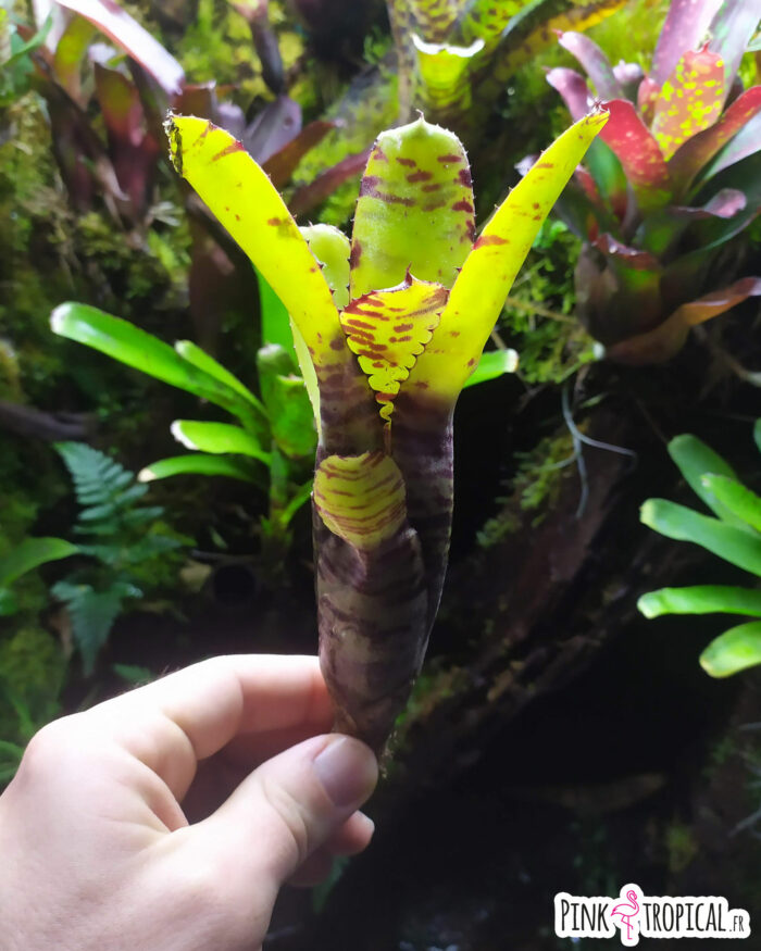 Neoregelia Giant
