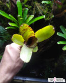 Neoregelia Giant