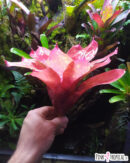Neoregelia Monet