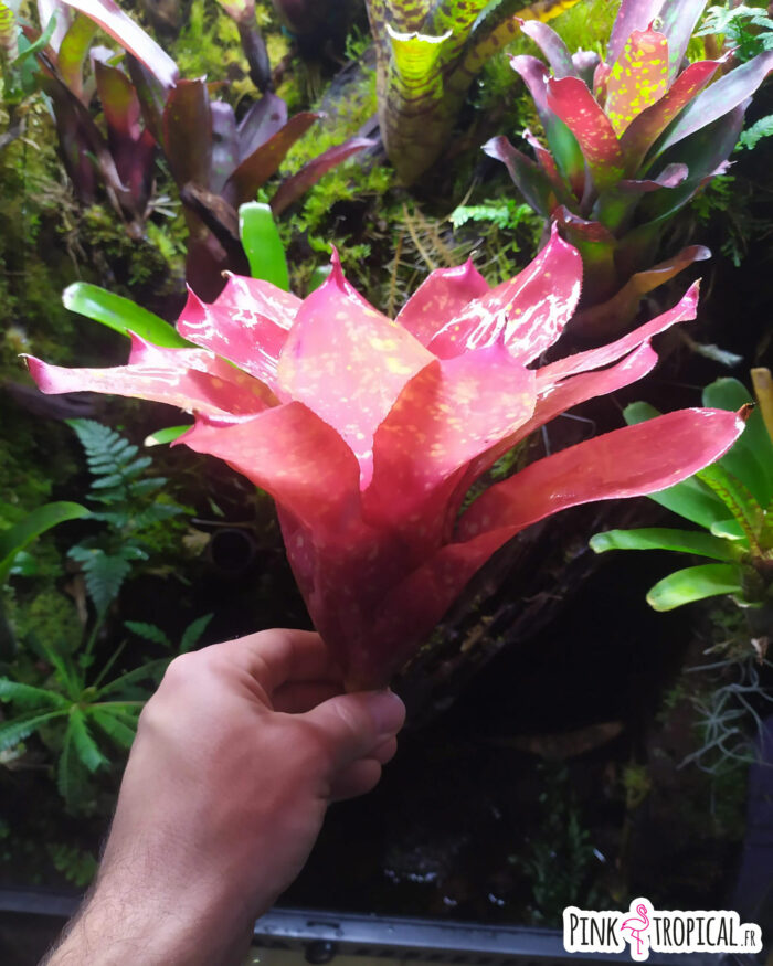 Neoregelia Monet – Image 2