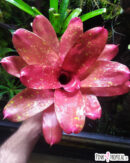 Neoregelia Monet