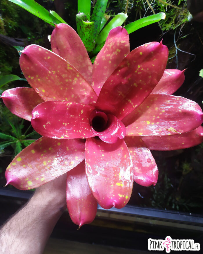Neoregelia Monet