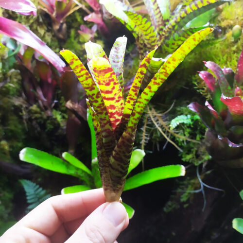 Neoregelia Petit Minou  [ petite ]